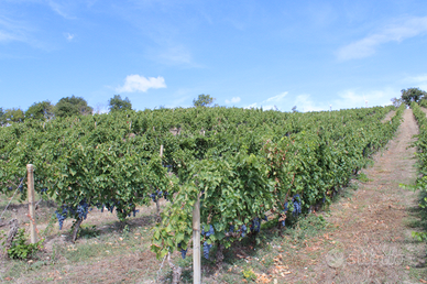 Vigneto Aglianico del Vulture DOCG con quote