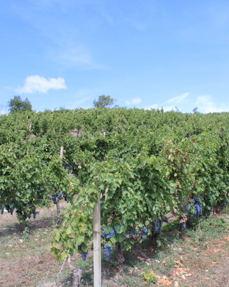 Vigneto Aglianico del Vulture DOCG con quote