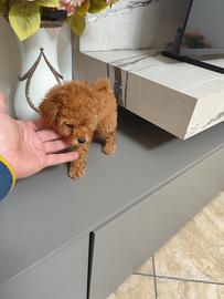 Cucciolo Barboncino Toy 70 Giorni