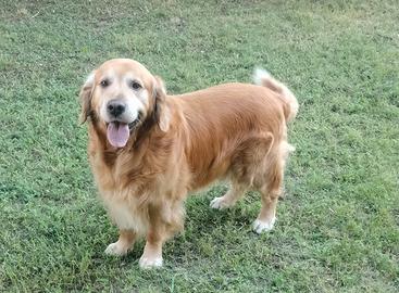 Golden Retriever disponibile per monta