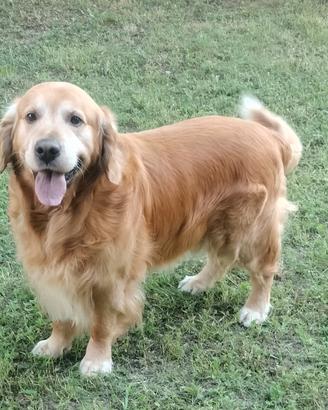 Golden Retriever disponibile per monta
