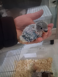 Pappagalli inseparabili allevati a mano