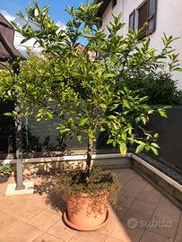 Piante di limoni