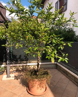 Piante di limoni