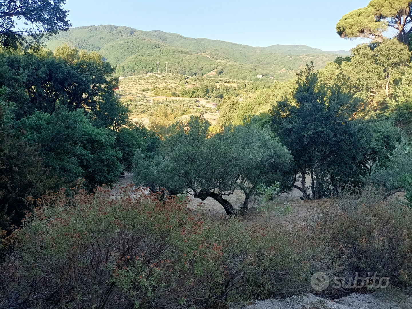 Terreno 5 ettari con fabbricati agricoli - Vista 4