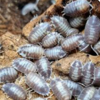 Porcellius leavis milkback