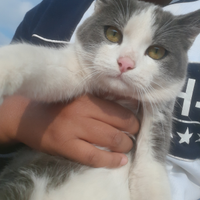 Gattino Bianco e Nero maschio buono qualita