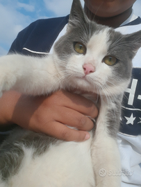 Gattino Bianco e Nero maschio buono qualita