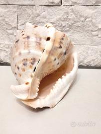 Grande conchiglia 16 cm Cassis Cornuta 