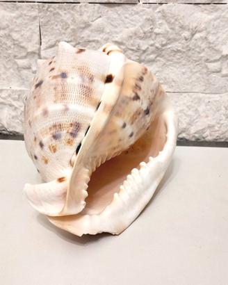 Grande conchiglia 16 cm Cassis Cornuta 