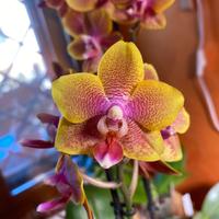Phalaenopsis Sogo Lawrence