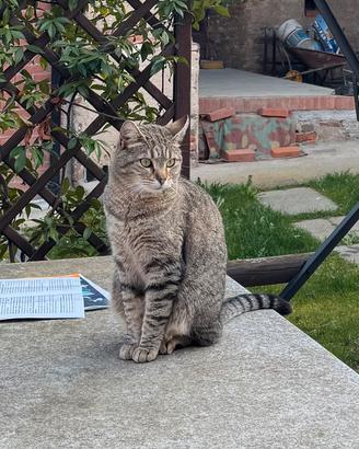 Gattina Femmina
