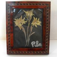 Stella alpina essiccata vintage anni 80