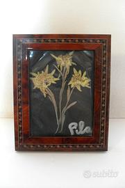 Stella alpina essiccata vintage anni 80