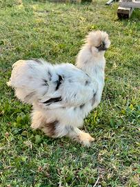 Gallo moroseta