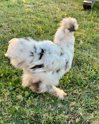 Gallo moroseta