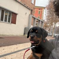 Cucciolo rottweiller