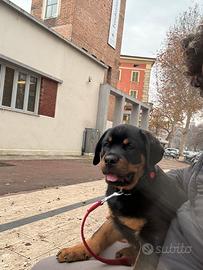 Cucciolo rottweiller