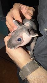 Cavia skinny