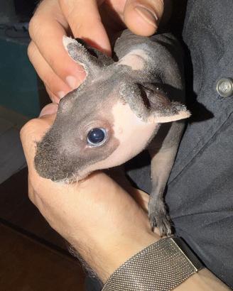 Cavia skinny