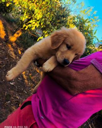 CUCCIOLA TOP GOLDEN RETRIEVER LINEA AMERICANA 100%