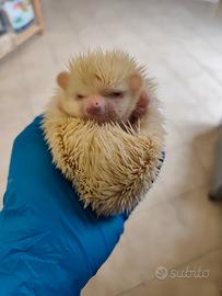 Riccio africano albino