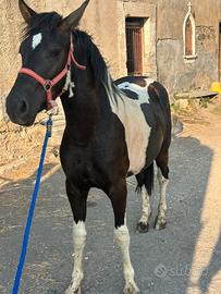 Puledra
