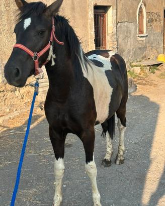 Puledra