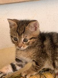 Gattine e gattini