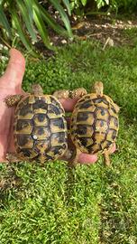 Tartarughine di terra