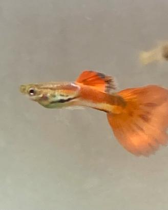 Guppy maschi