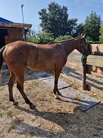 Cavallo psi