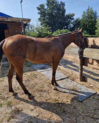 Cavallo psi
