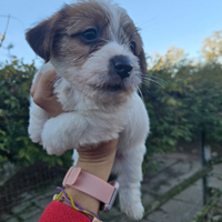Jack russell terrier