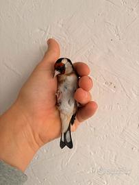 Cardellini varie MUTAZIONI