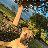 Cucciolo cane corso fulvo chiaro