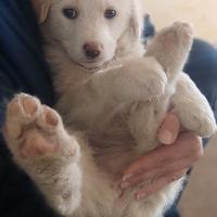 Cucciola taglia media