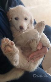 Cucciola taglia media