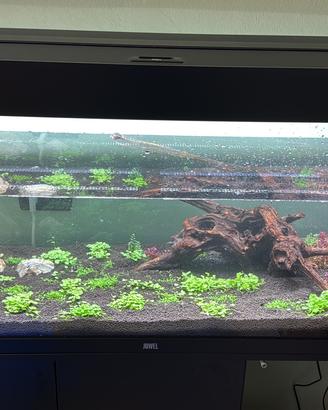 Acquario juwel rio 240