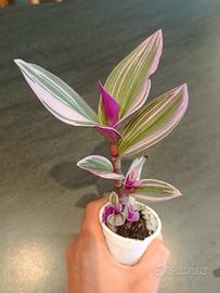 Tradescantia Nanouk (Talea Radicata)