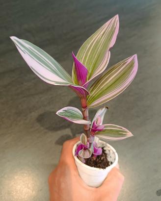 Tradescantia Nanouk (Talea Radicata)