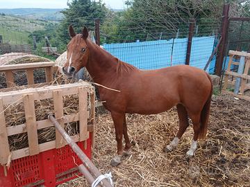 Cavallo Arabo 