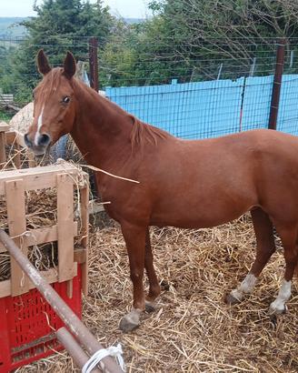 Cavallo Arabo 