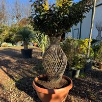 Photinia Red Robin Intrecciata – Pianta Ornamental