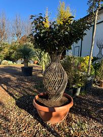 Photinia Red Robin Intrecciata – Pianta Ornamental