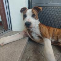 Amstaff