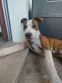 Amstaff