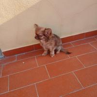 Cucciola chihuahua