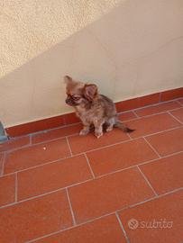 Cucciola chihuahua
