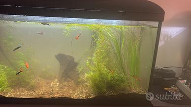 acquario 85 litri